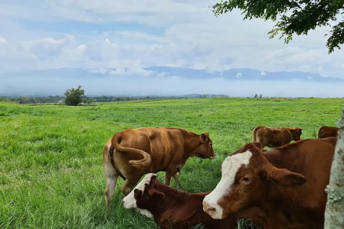 Sapi Bali Manggarai
